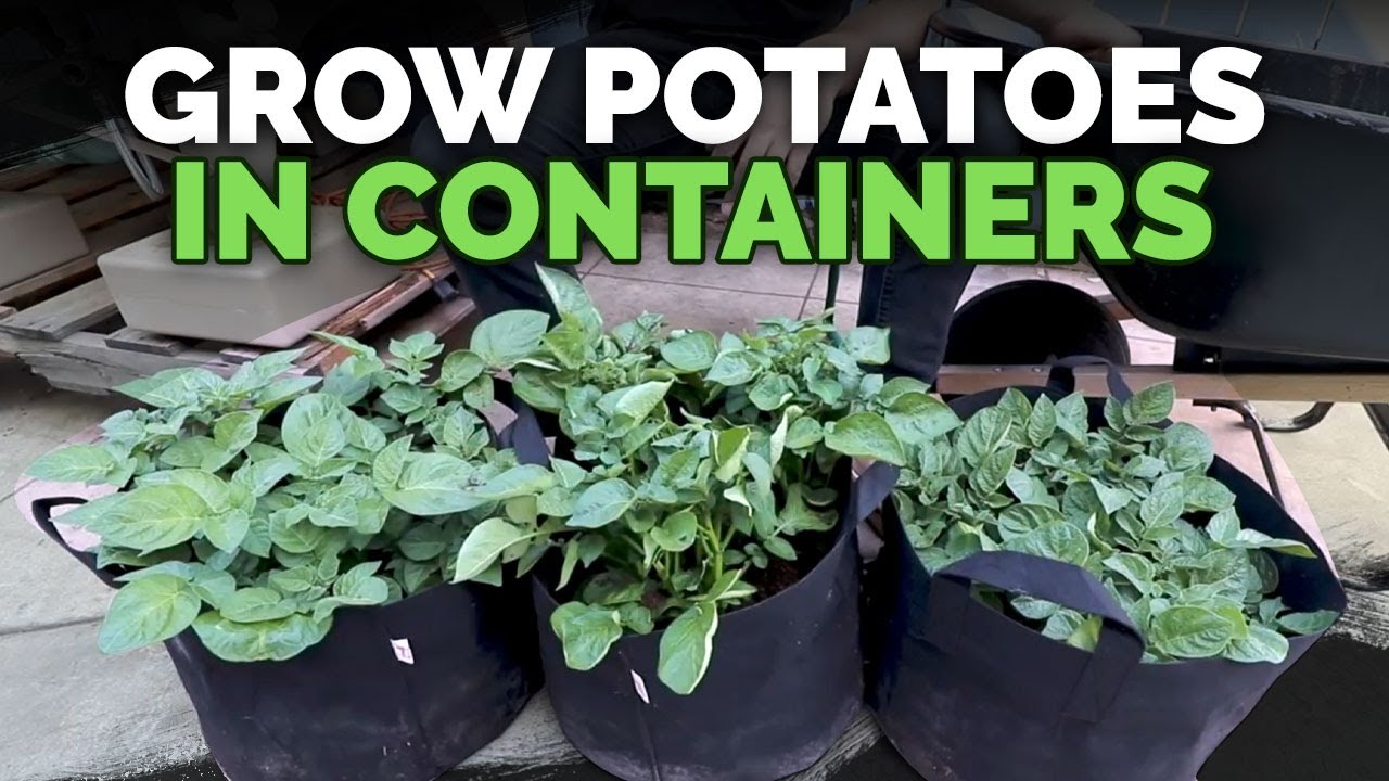 How to Grow Potatoes in Containers: Hilling Up Process Explained