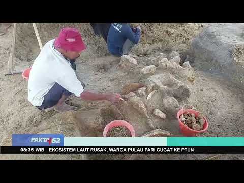 Penemuan Fosil Berusia 500 Ribu Tahun