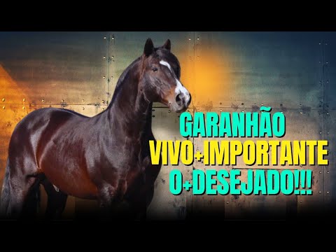 O garanhão do momento! AS Malke Sedutor, o cavalo crioulo mais importante na atualidade.