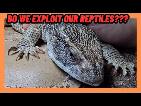 DO WE EXPLOIT OUR REPTILES???