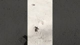 Baby Turtle Tries to Get to the Ocean