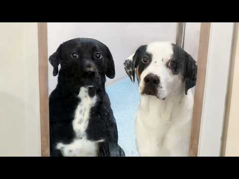 Bonded Dog Left 700 Days In Shelter - Gets Best Reward!