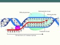 Exploring DNA and Its Processes