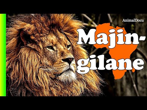 LOS LEONES QUE DESTERRARON A LOS MAPOGO: MAJINGILANES