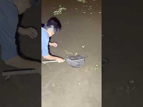 Ngobor Belut Tengah Malam Seru Banyak Belutnya