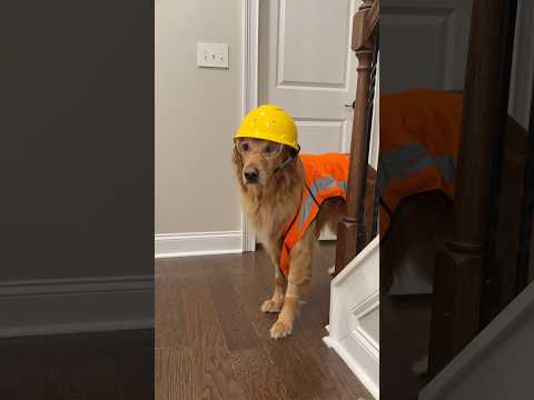 Famous doghouse build part 2!