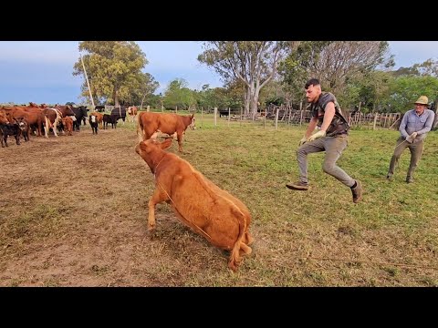 DIA CAMPERO, CAPANDO LOS TERNEROS 🐄🐮. ARGENTINA