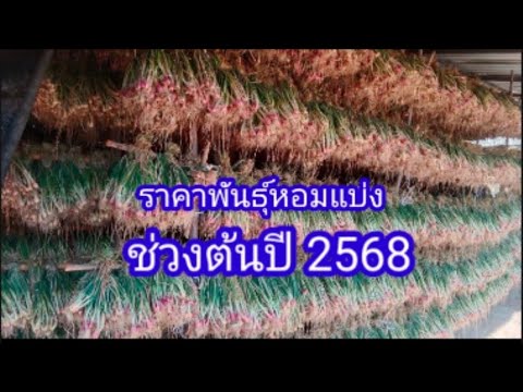 ราคาพันธุ์หอมแบ่งช่วงต้นปี2568