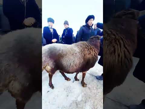 Кучкорга бир бахо берила!