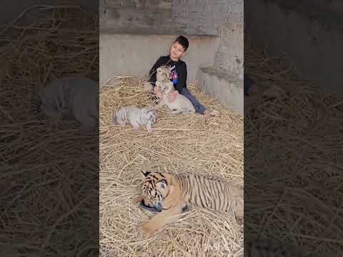 Two Lion's cubs & 2 Tiger' Cubs | Azan Butt Tiger | #tiger #cutebaby #lioncubs
