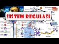 Kuis Sistem Regulasi
