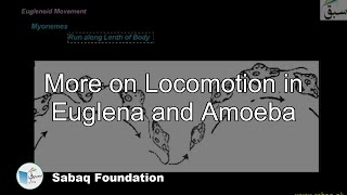 More on Locomotion in Euglena and Amoeba
