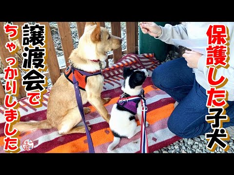 【子犬　保護　譲渡会　】パンナちゃんが譲渡会に参加しました＆誕生日