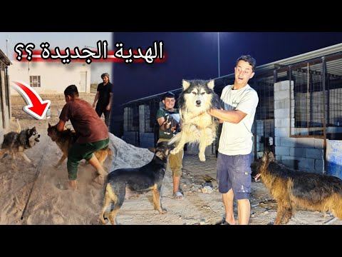 هدية جديدة تدخل المزرعة !! كلبي روك يطلب الثأر 🤣🔥