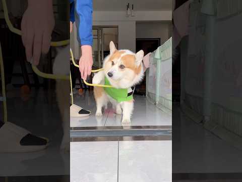 Crossbody P-leash #corgi #dog #mypet