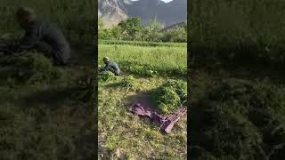 حزب‌اله افغان