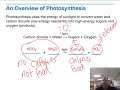 Exploring Photosynthesis Concepts