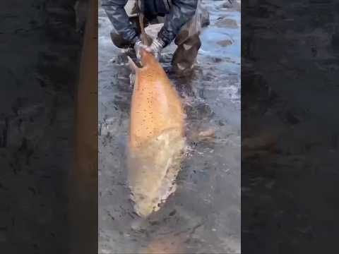 Kalau Ketemu Ikan Ini di Laut, Hidupmu Berubah Selamanya!