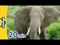 Animal Behavior and Characteristics