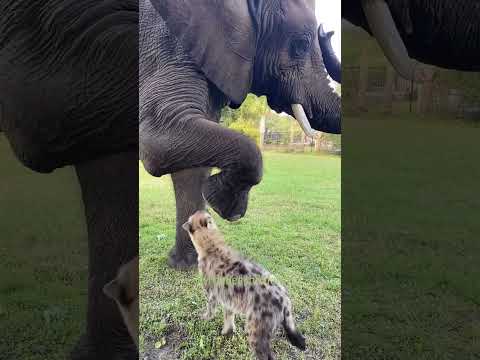 Elephant and Hyena Playing in a garden.#animals, #animalplanet, #elephant #dubai