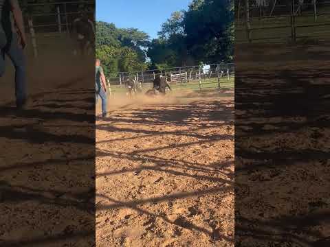 #rodeioshow #rodeio #pecuarista #rodeosport #playvaquejada