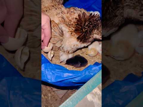 Bushra Hatched 1 more Chick￼ 🐣 unhatched eggs Aseel Kurak Murgi 197 #shorts #youtube #youtubeshorts