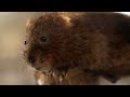 Water Voles: Conservation and Ecology