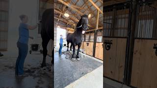 How tall is a tall horse like Sergeant? #LargeSarge #equestrian #drafthorse #horses #percheron