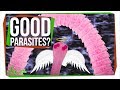 Understanding Parasitic Worms and the Immune System