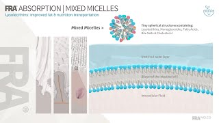 Lysolecithins: Nutrient Absorption