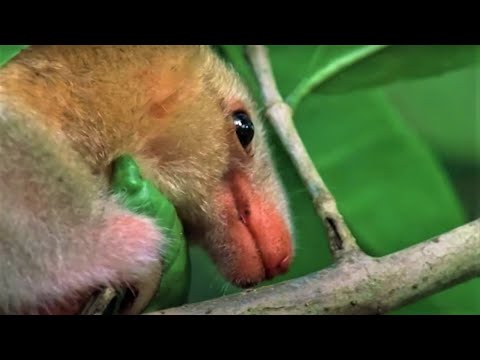 YouTube video thumbnail: Red Howler Monkeys: Exotic Castaways Of Trinidad