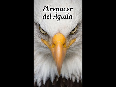 El renacer del Águila/Frases motivadoras