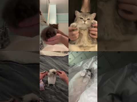 Egyptian cats dancing ❤️ | Part 33