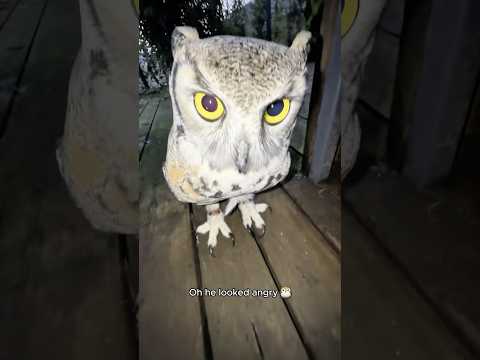 I think this owl is trying to talk to me 🤔🦉 #funny #owl #funnyanimals #fyp #owls