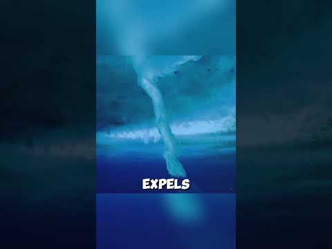 What Happens When the Ocean Freezes Underwater?
