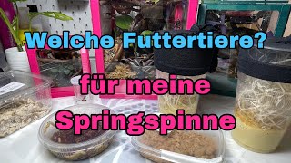 Welche Futtertiere für meine Springspinne? Tipps und Tricks