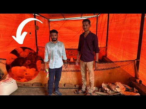 देशी कोंबड्यांच्या पिल्लांचे संगोपन कसे करावे? | देशी कुकुट पालन | desi kombadi palan in Maharashtra