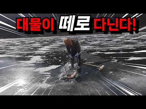 대물들이 떼로 몰려다닌다! 얼음 깨서 대물 꺼내보자!