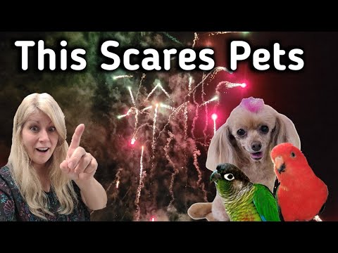 Boom! Don’t Let Fireworks Scare Your Pets!