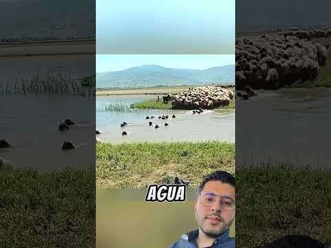 Mi hermano mayor con las ovejas en el río #shorts #ovejas #animales