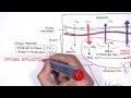 Human Respiratory System Functions