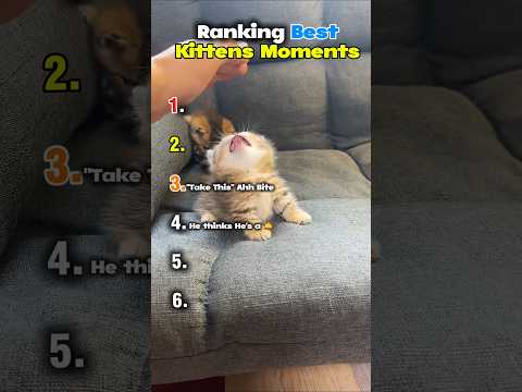 Ranking Best Kitten Moments