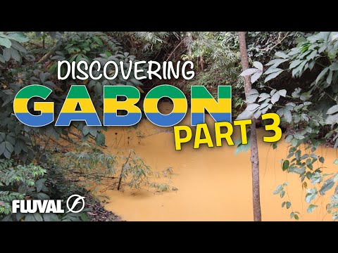 DISCOVERING GABON | Rare Dwarf Cichlids!