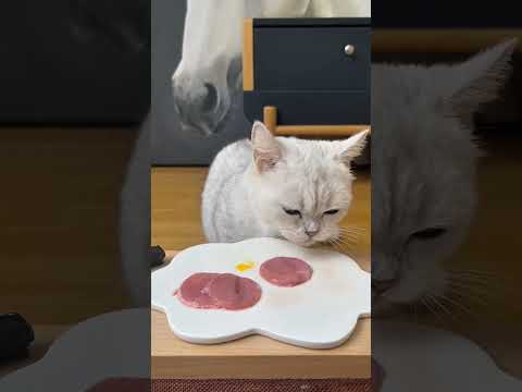 Kucing ini makan kayak chef beneran! ๐๐นThis cat eats like a little gourmet chef! ๐ณ๐พ #cat #shorts