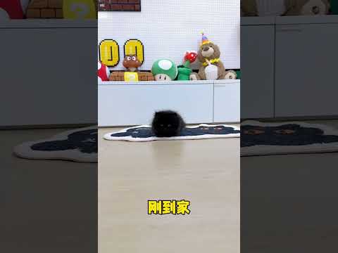 I also asked why Baobao suddenly wanted a pair of eyes. The growth diary of a little milk cat. T