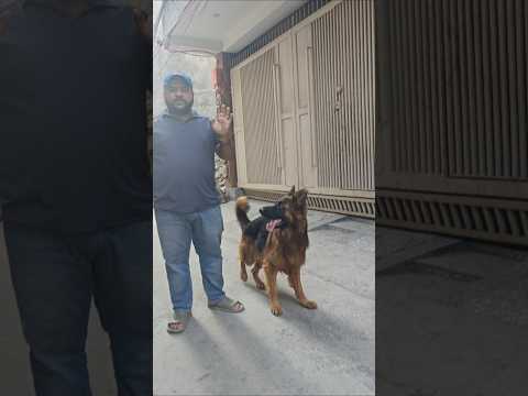 Kisi or ka kehna nahi mante mere dogs #loyaldogs #onemandog #smartdogs