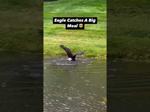Eagle Catches a Big Meal