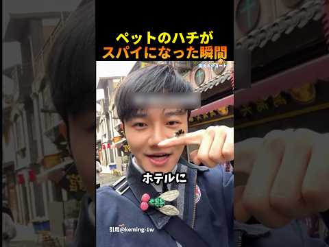 ペットのハチがスパイになった瞬間