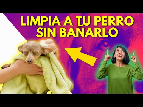 TRUCOS infalibles para LIMPIAR a tu perro SIN BAÑARLO