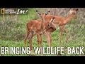 Gorongosa National Park Restoration Insights